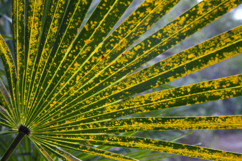 Yellow and Green Palm Frond