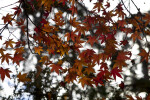 Yellow and Red Japanese Maple Leaves