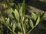 Yellow Anise at the USF Botanical Gardens