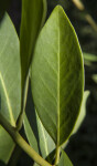 Yellow Anise Leaf