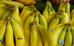 Yellow Bananas at the Tampa Bay Farmers Market