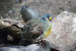 Yellow-Breasted Ground Dove on Rock