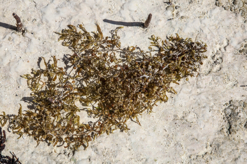 Yellow-Brown Seaweed that has Washed Ashore