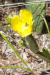 Yellow Cactus Flower