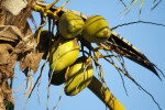 Yellow Coconuts