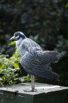 Yellow-Crowned Night Heron