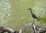 Yellow-Crowned Night Heron by Water