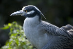 Yellow-Crowned Night Heron Close-up