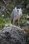 Yellow-Crowned Night Heron from Front