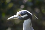 Yellow-Crowned Night Heron Head