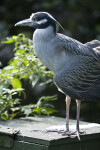 Yellow-Crowned Night Heron on Box