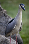 Yellow-Crowned Night Heron on Rocks