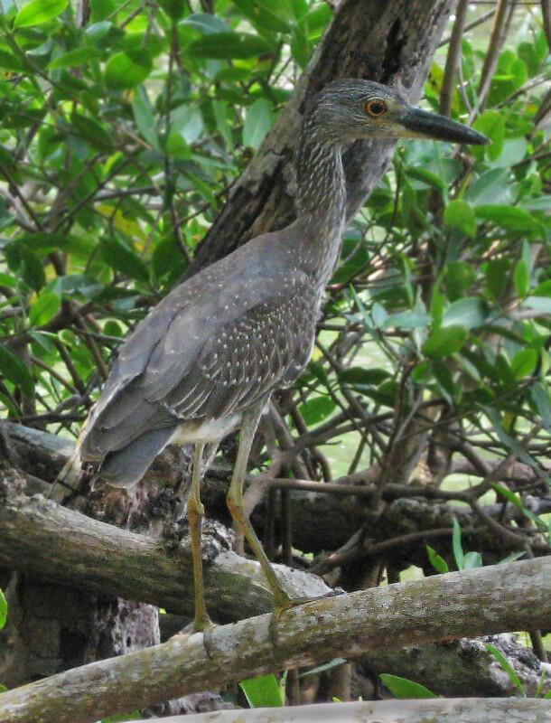 Yellow-Crowned Night Heron on Root