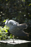 Yellow-Crowned Night Heron Preening