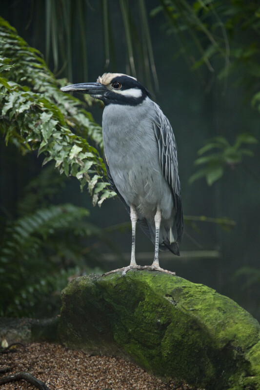 Yellow Crowned Night Heron Standing on Mossy Rock