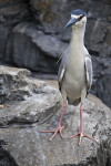 Yellow-Crowned Night Heron Standing