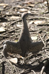 Yellow-Crowned Night Heron, Wings Spread