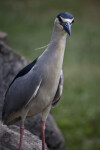 Yellow-Crowned Night Heron