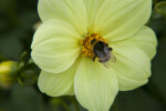 Yellow Dahlia and Bee