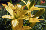 Yellow Daylily Buds and Flowers