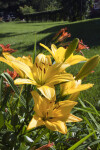 Yellow Daylily Flowers and Buds