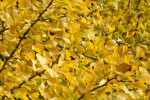Yellow Fan-Shaped Ginkgo Leaves