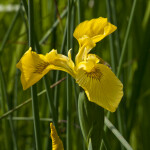 Yellow Flag Iris Flower