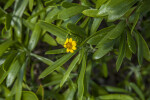 Yellow Flower and Green Leaves of a Sea Daisy