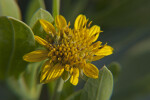 Yellow Flower Close-Up