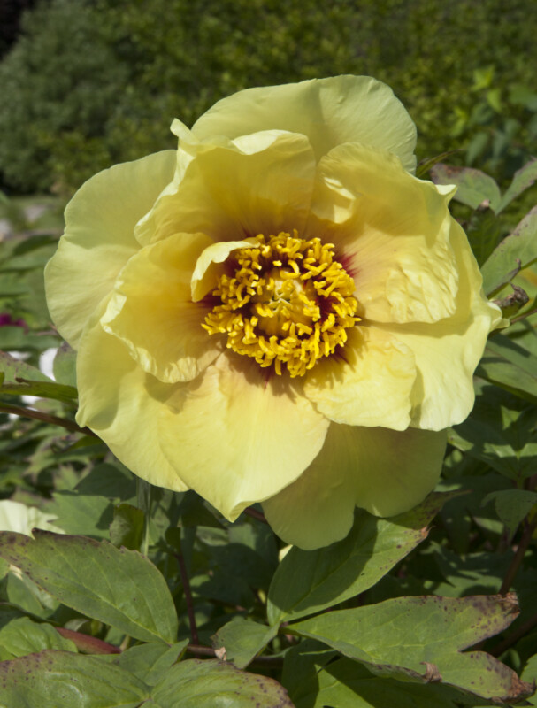 Yellow Flower from a Tree Peony