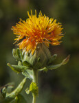 Yellow Flower of a Safflower Plant