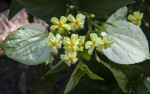 Yellow Flowers and Lightly-Colored Leaves of a Tropical Dogwood