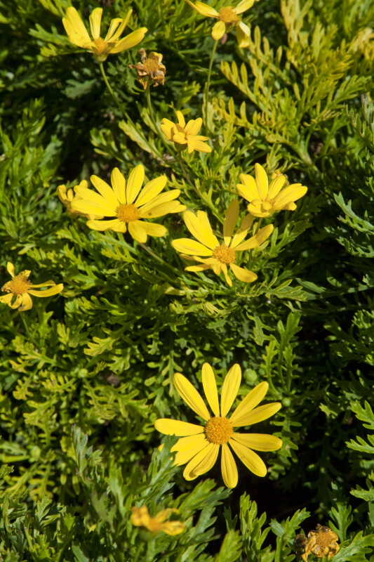 Yellow Flowers at the Rancho Los Alamitos Historic Ranch and Gardens