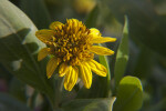 Yellow Flowers Displaying Center and Petals