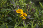 Yellow Flowers of a Tarragon Plant