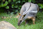 Yellow-Footed Rock Wallaby Crouching