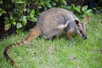 Yellow-Footed Rock Wallaby in Grass