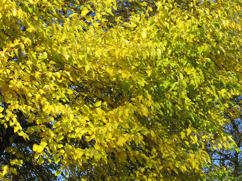 Yellow-Green Autumn Leaves