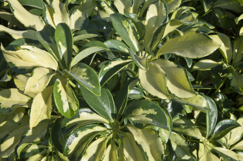Variegated Schefflera Leaves