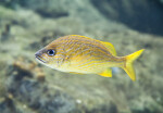 Yellow Grunt Fish at The Florida Aquarium