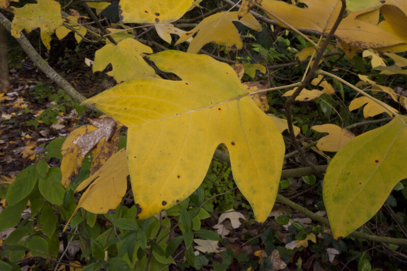 Yellow Leaf of a Chinese Tulip Tree