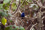 Yellow-Legged Honeycreeper