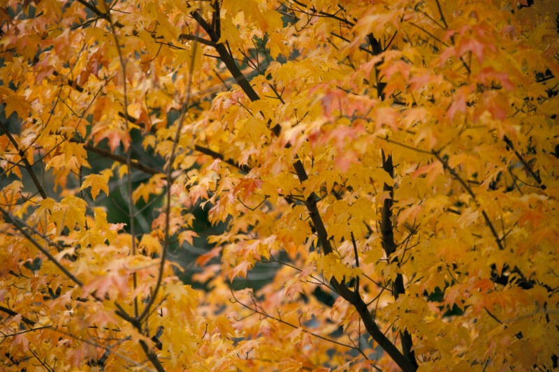 Yellow Maple Leaves
