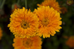 Yellow-Orange Flowers