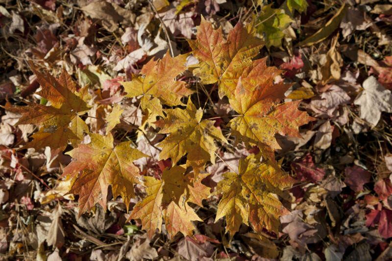 Yellow-Orange Maple Leaves at Evergreen Park