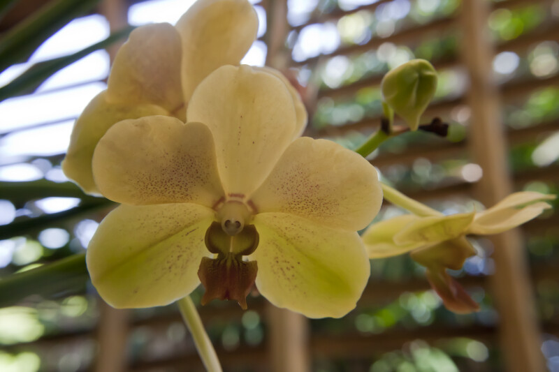 Yellow Orchid Flower