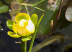 Yellow Pond Lilly