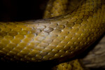 Yellow Rat Snake Detail