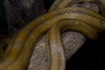 Yellow Rat Snake Scales