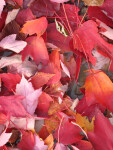 Yellow-Red Autumn Leaves